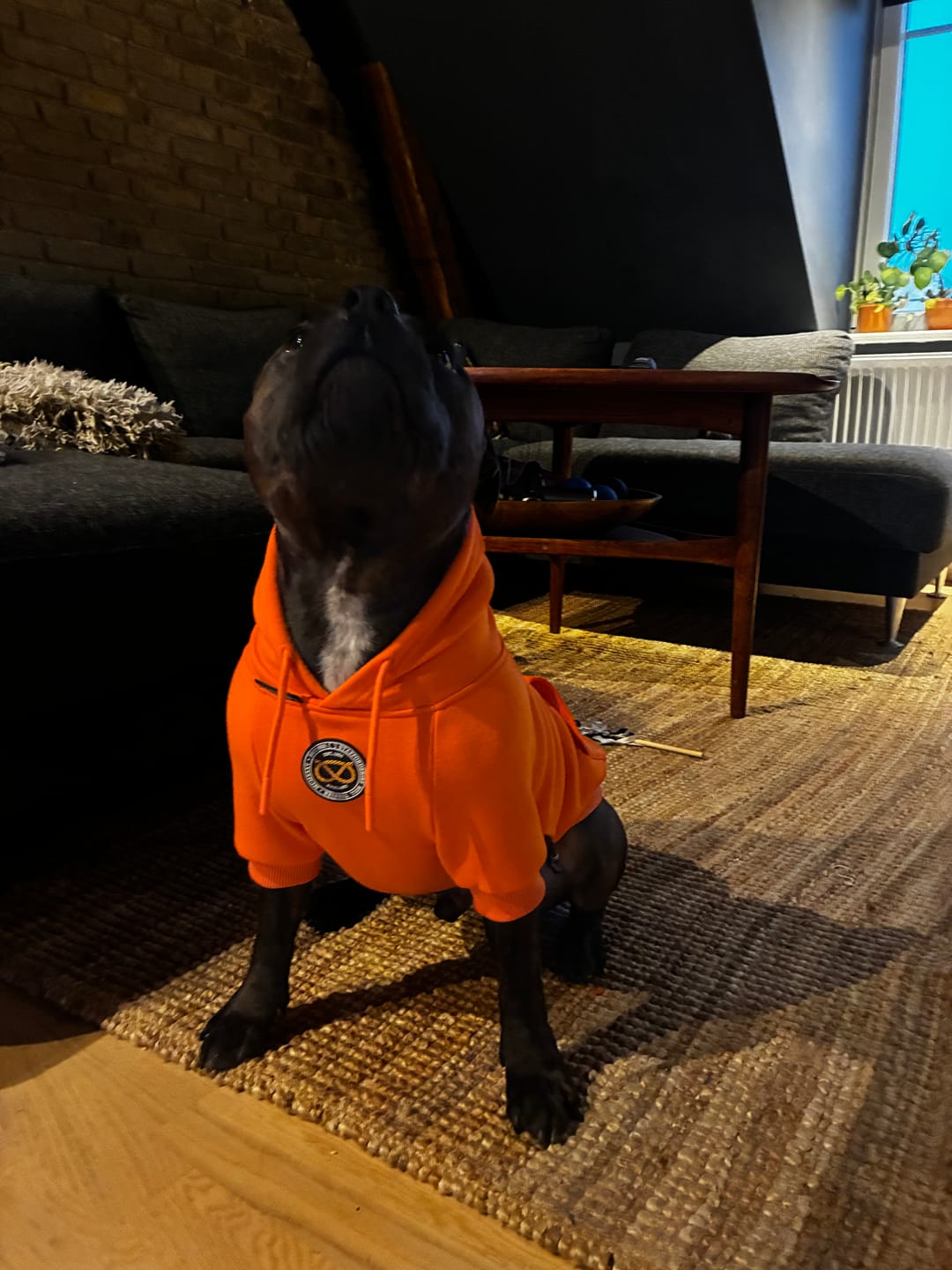 Customer photo review of Staffordshire Bull Terrier 1935® Hoodies - Orange