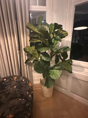 Customer photo review of Ficus Lyrata Kunstplant 180cm