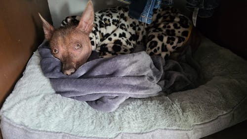 Customer photo review of Manta Relajante para Mascotas