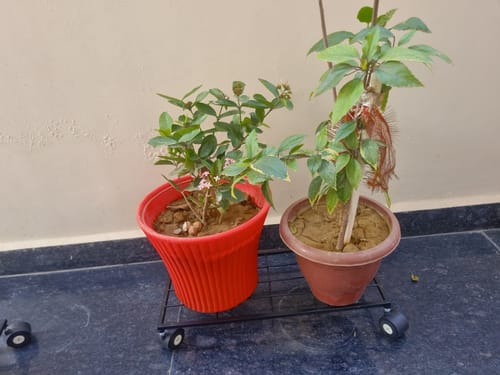Customer photo review of United Crafts Aory High-Quality Wheel Metal Stands