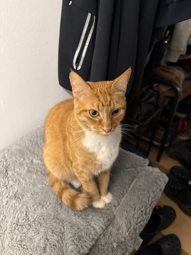 Customer photo review of HJK Exclusive Double Panel Hooded Jacket