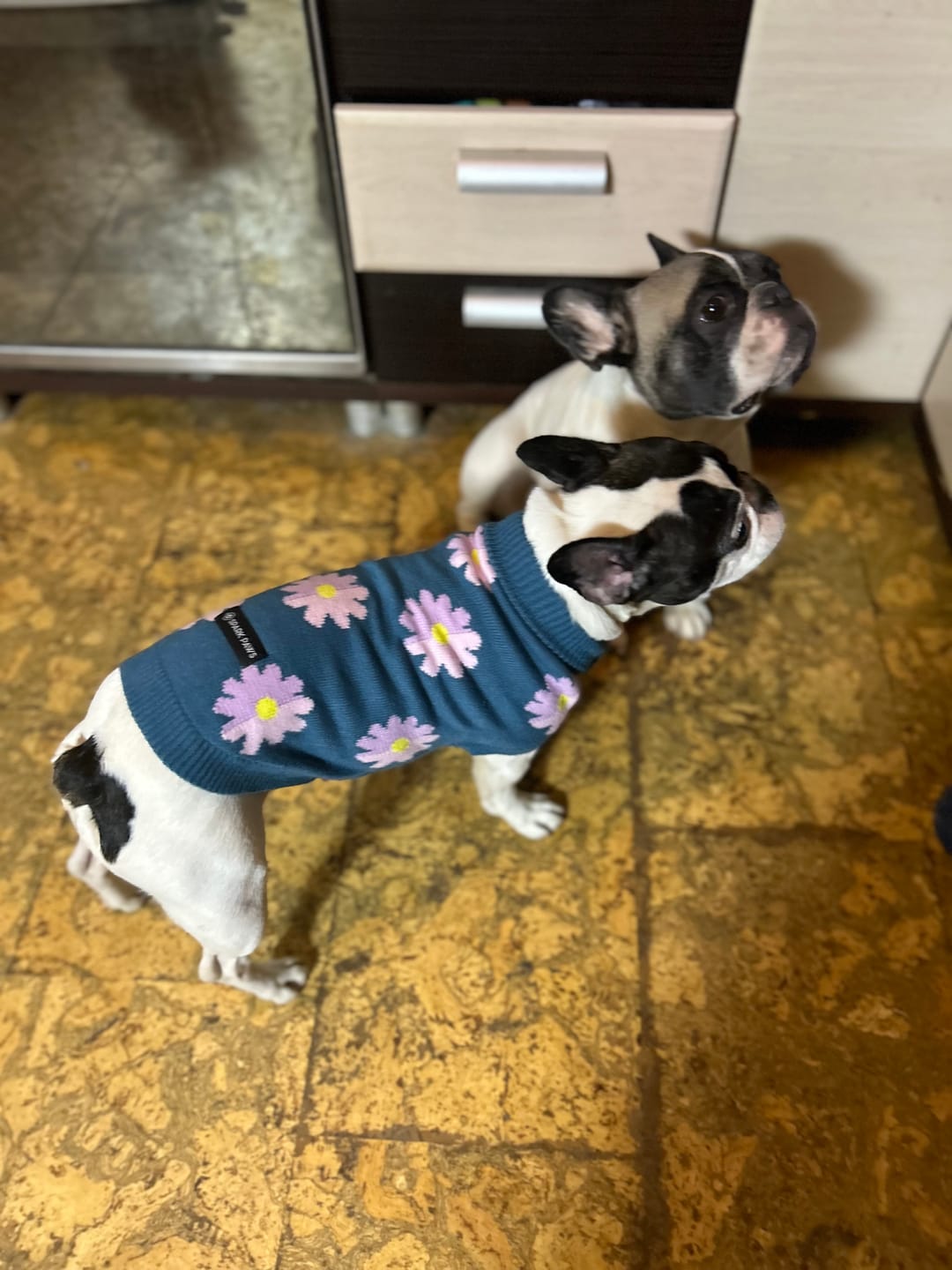 Customer photo review of Flower Knit Dog Sweater