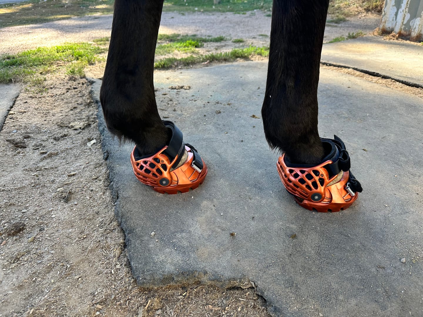 Customer photo review of Renegade® Viper Shield™ Hoof Boot Seconds - Arizona Copper