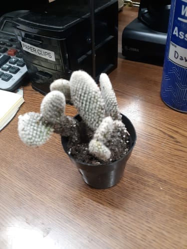 Customer photo review of Opuntia Microdasys Albata | Angel Wings Cactus