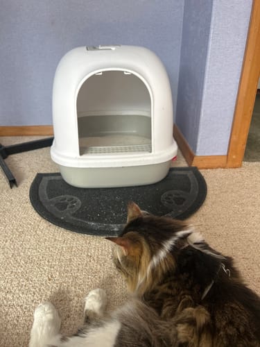 Customer photo review of Fit Litter