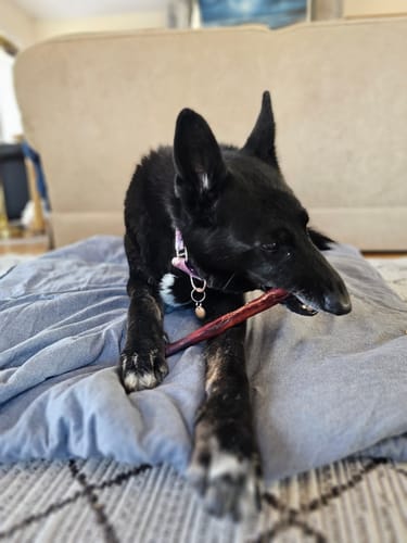 Customer photo review of 12 Inch Monster Bully Stick