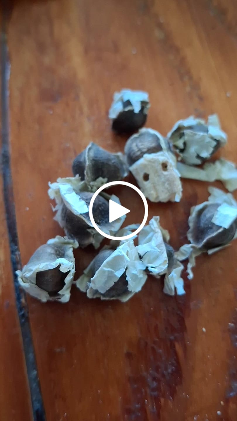 Customer video review of Moringa Seeds Deluxe