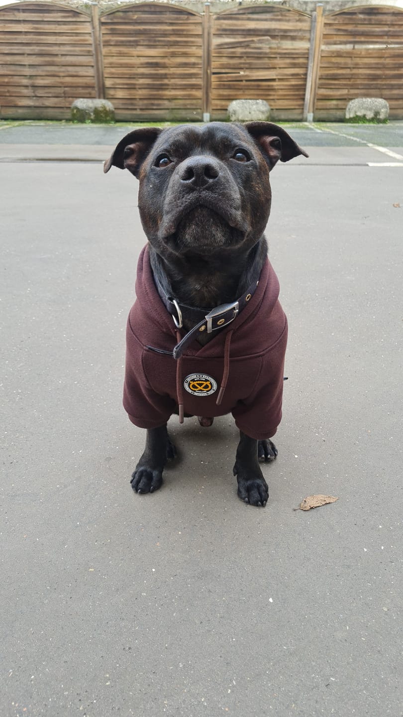 Customer photo review of Staffordshire Bull Terrier 1935® Hoodies - Choco