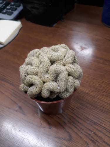 Customer photo review of Mammillaria elongata cristata | Crested Lady Finger Cactus