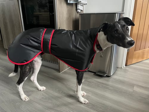 Customer photo review of Vetra - Warm Sighthound Coat with Zip Harness Hole