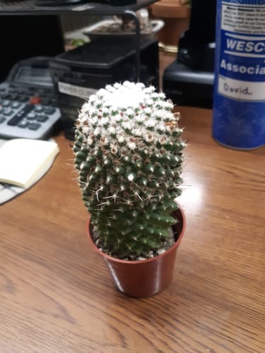 Customer photo review of Mammillaria polythele Toluca
