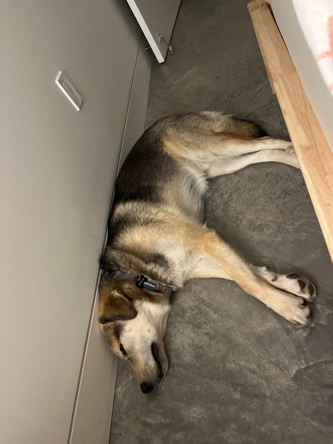 Customer photo review of 10-12 Inch Champion Chew