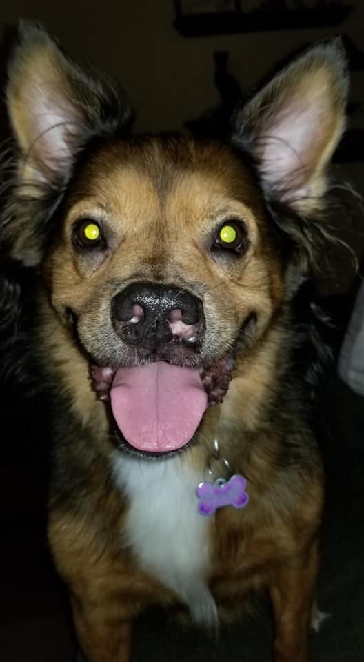 Customer photo review of Bully Stick Springs 7-8"