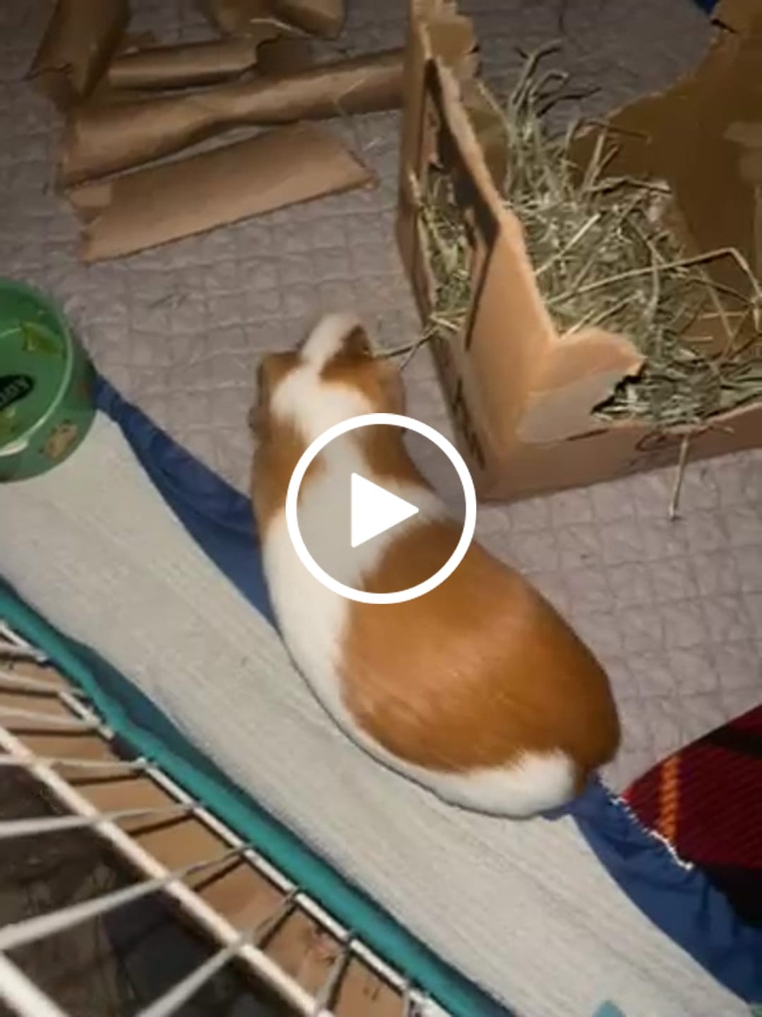 Customer video review of GuineaDad Crunchy Condo Cardboard Hideout (3 Pack)