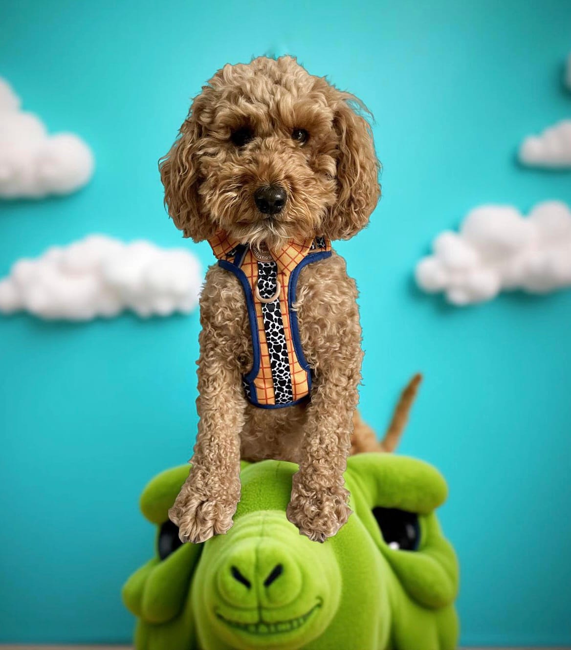 Customer photo review of Disney© Tough Trails™ Harness - Woody