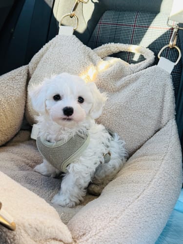 Customer photo review of Matcha┃Bouclé Adjustable Harness