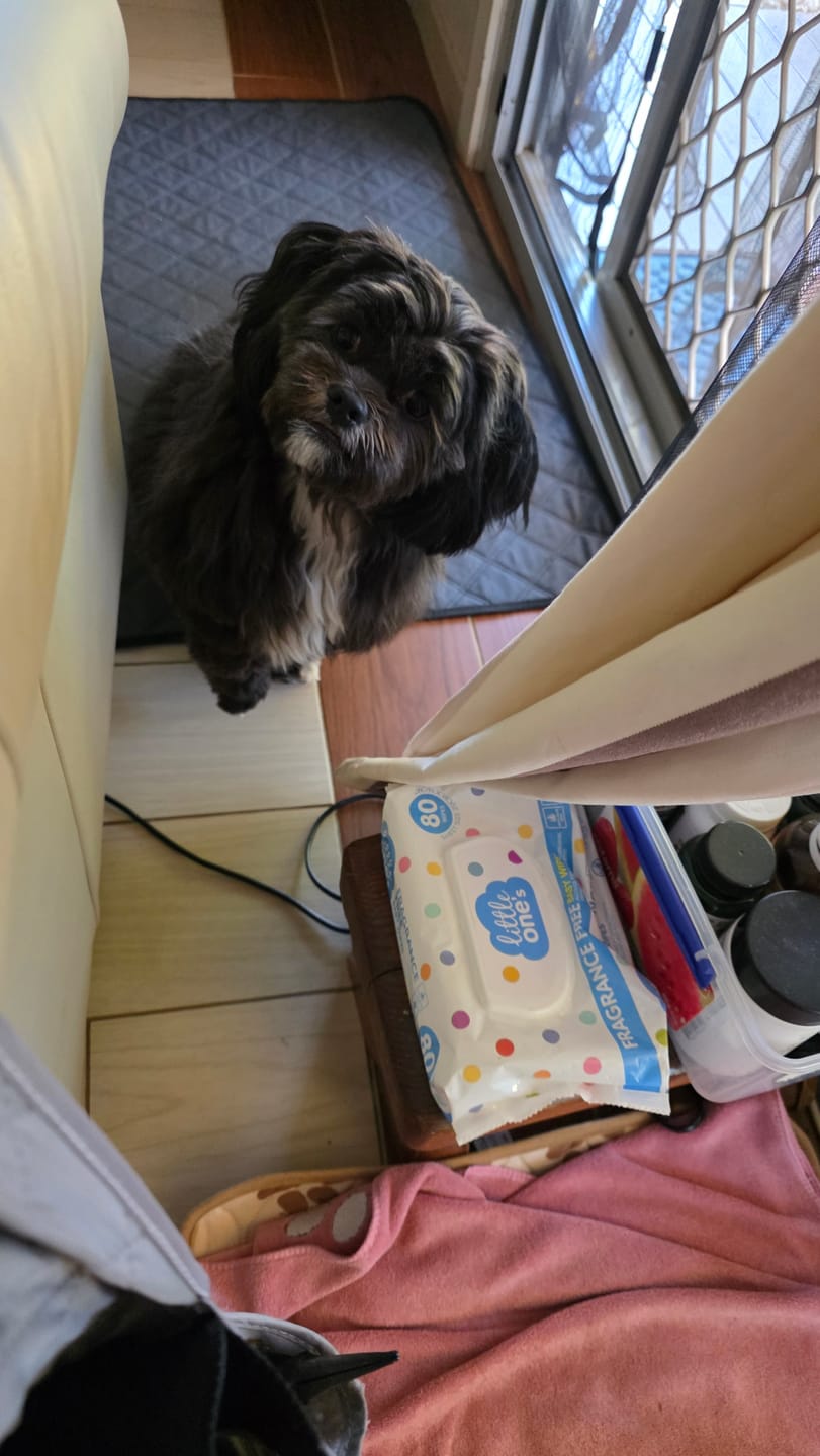 Customer photo review of Taste Testing Dog Treats Bundle