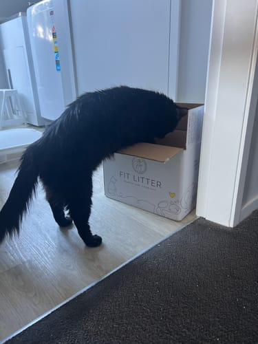 Customer photo review of Fit Litter