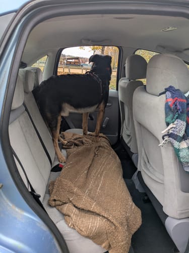 Customer photo review of Housse de voiture pour chien - K9 GuardShield : protection intégrale