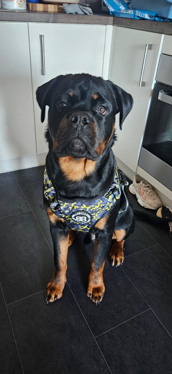 Customer photo review of Comfort Premium Harness | Non Restrictive - Lightning