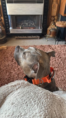 Customer photo review of Bullyion All Action® Pro Power Dog Collar with Handle Tactical Military Grade 4cm Width