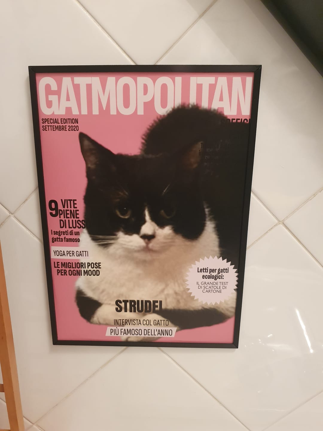 Customer photo review of Gatmopolitan - Poster personalizzato