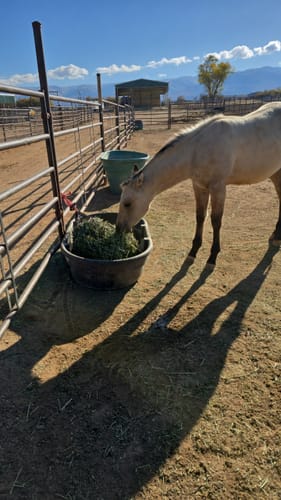 Customer photo review of 4 For $100 Deal