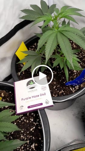 Customer video review of Purple Haze 040 Cannabis Samen - Extra Strong - Feminisierte Autoflowering Samen