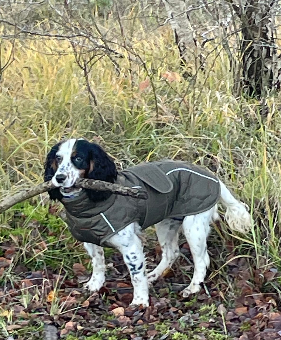 Customer photo review of Honey Comb Dog Coat