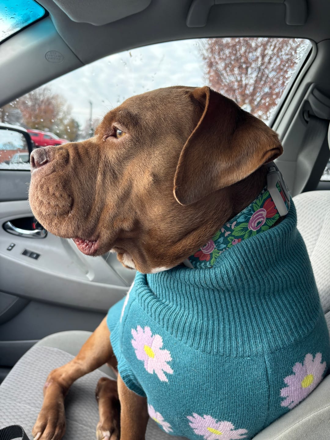Customer photo review of Flower Knit Dog Sweater