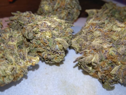 Customer photo review of Granddaddy Purple - Indoor THCA (Full Size)
