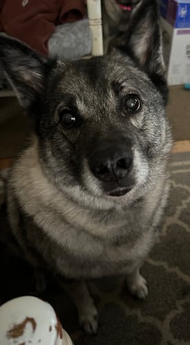 Customer photo review of DE-01 Dental Dogbiotic