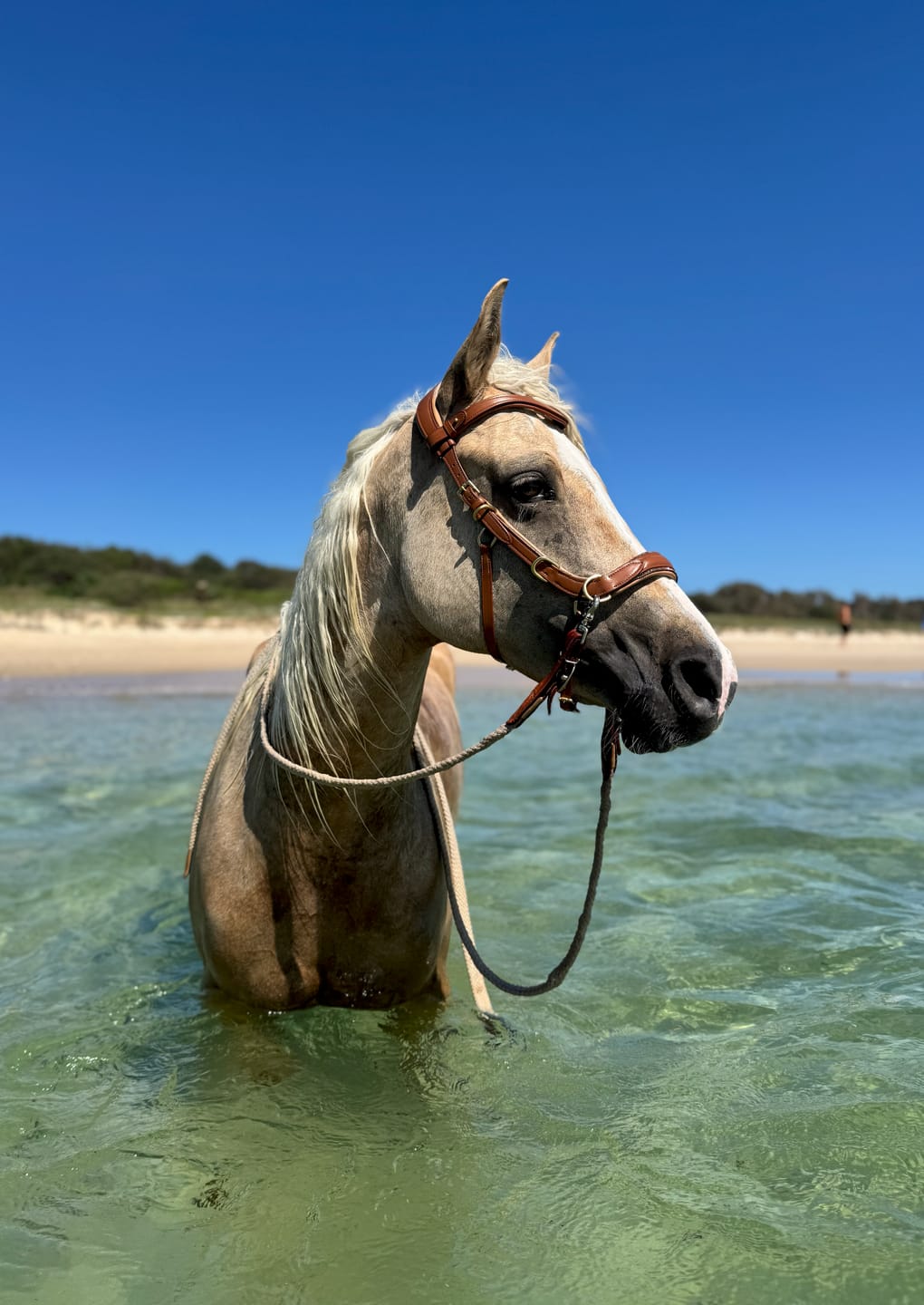 Customer photo review of Spiritandhiscrew X MASEGO bit to bitless Multi bridle