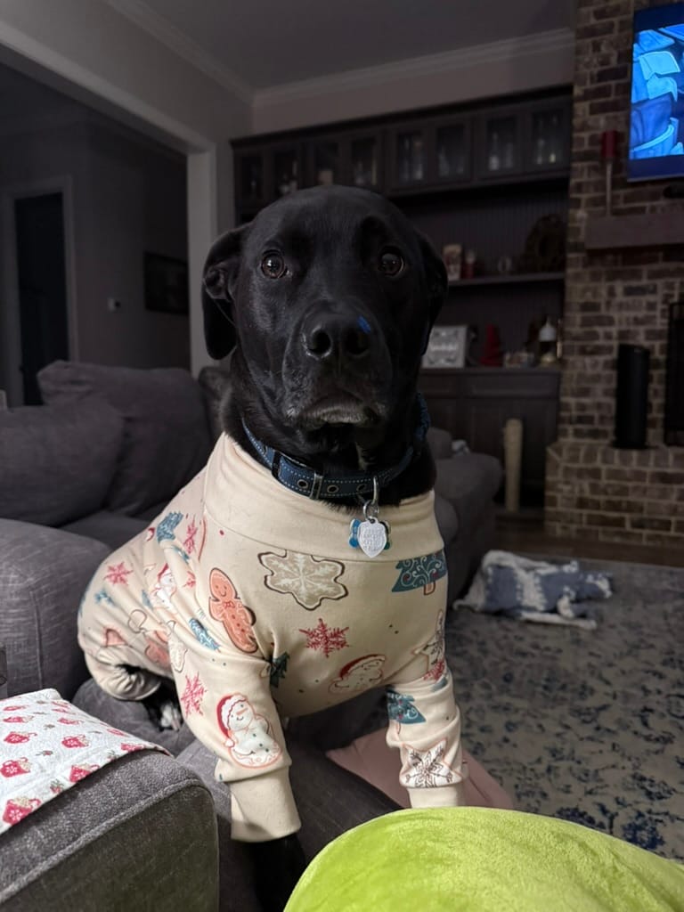 Customer photo review of Dog Christmas Pajama - Frosty Night