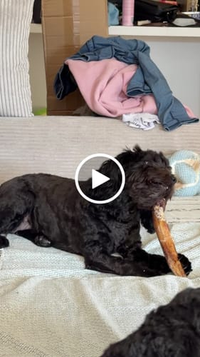 Customer video review of Beef Pizzle (THICK & Long)
