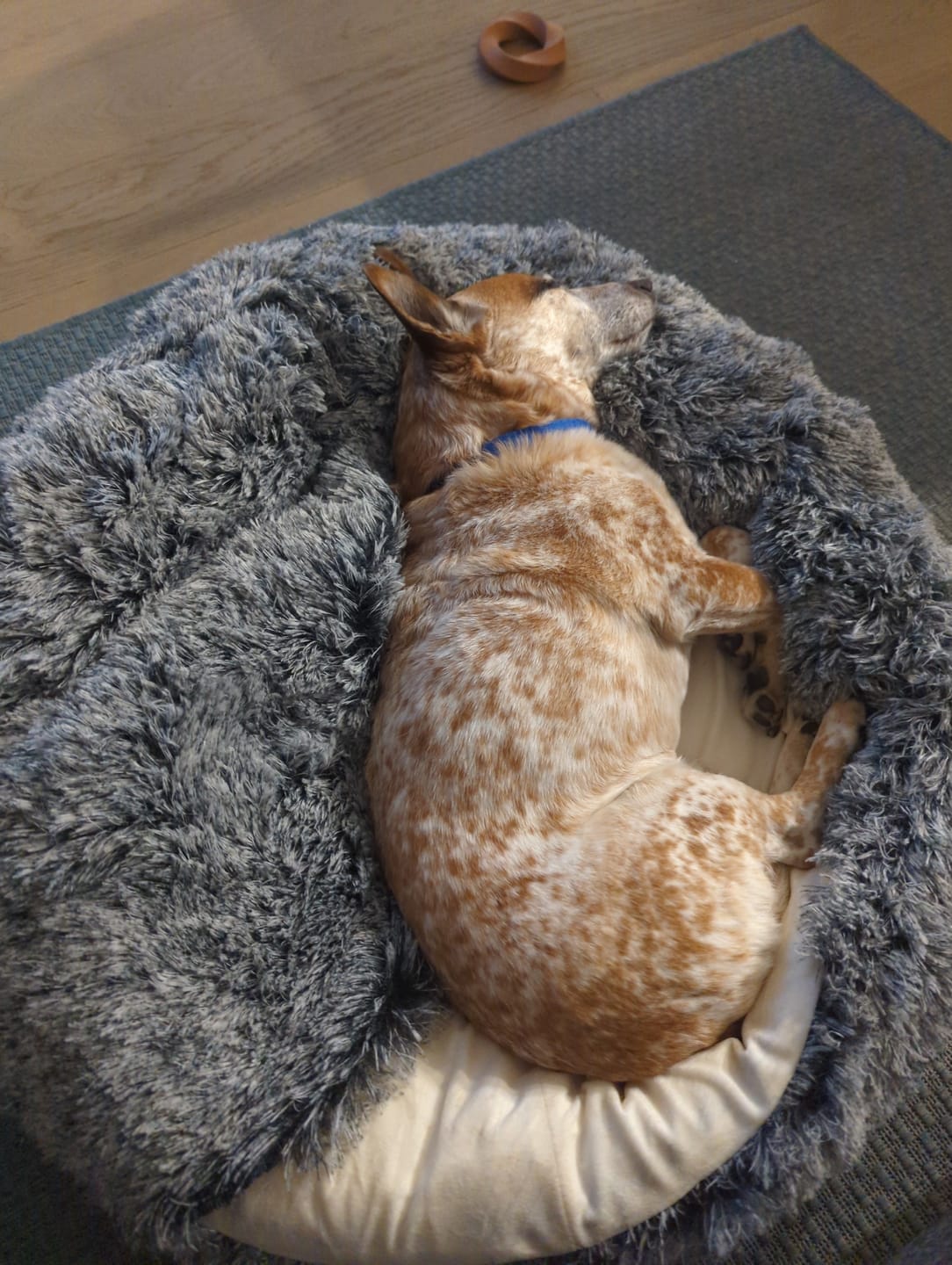 Customer photo review of Pet Cave Dog Bed - Removable Cover