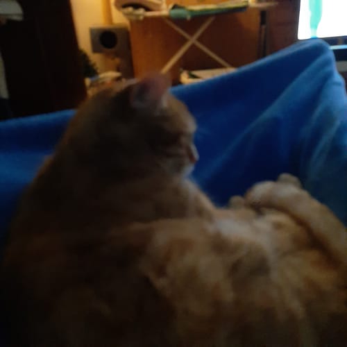 Horst H. review of White Russian THC-A Blüten image 1 out of 1