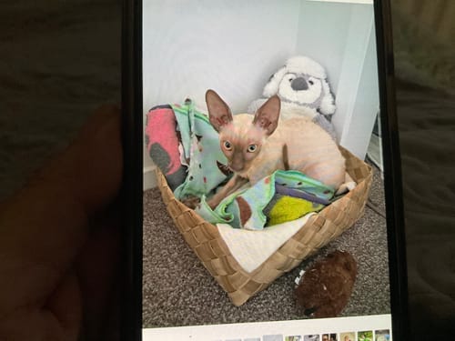 Customer photo review of Fit Litter