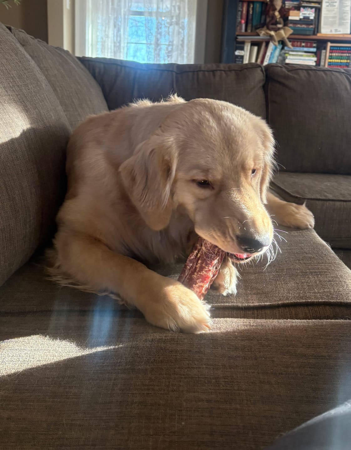 Customer photo review of 6 Inch Trachea Wrapped in Jerky