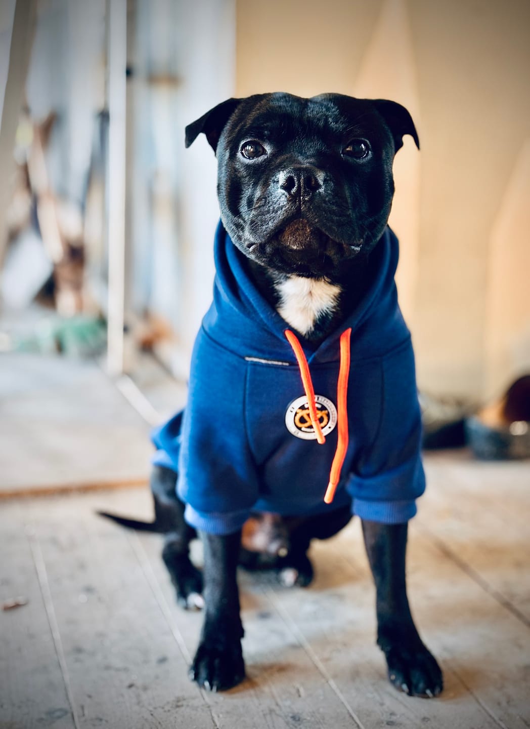 Customer photo review of Staffordshire Bull Terrier 1935® Hoodies - Royal Blue