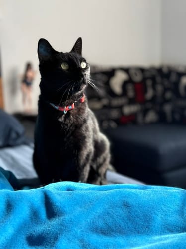 Customer photo review of Collar personalizado para Mascota: Orquideas