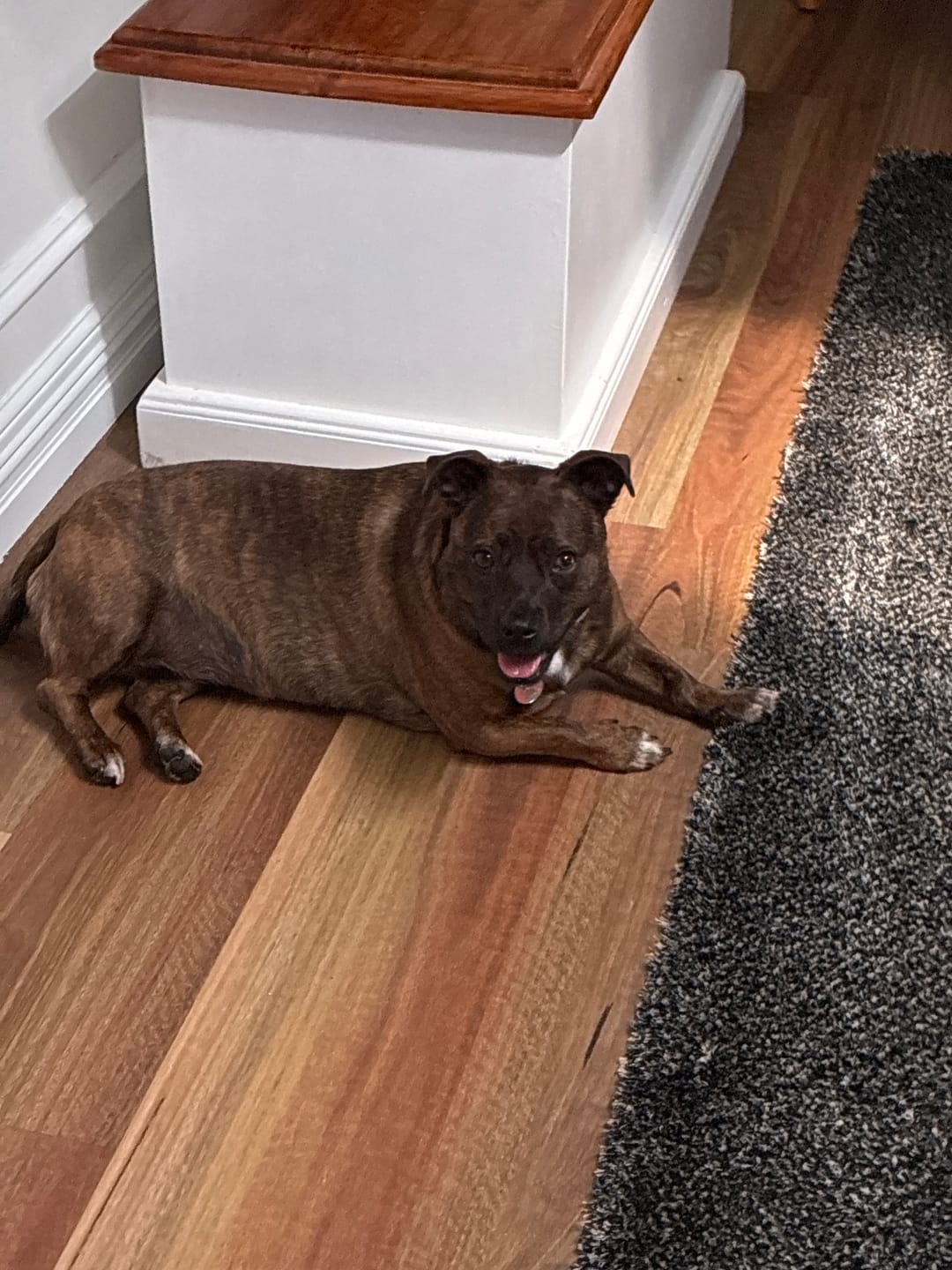 Customer photo review of Beef Bully Bites
