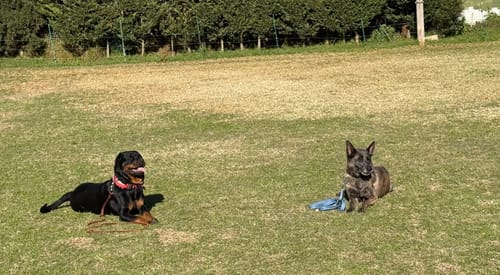 Customer photo review of Light