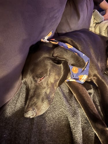 Customer photo review of Gingerbread Buffalo