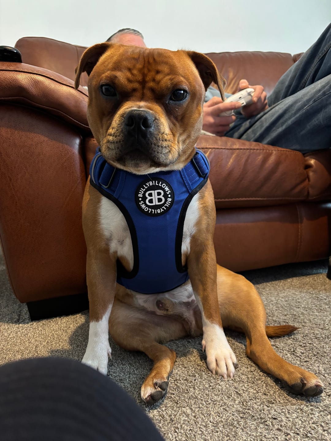 Customer photo review of Comfort Premium Harness | Non Restrictive - Blue