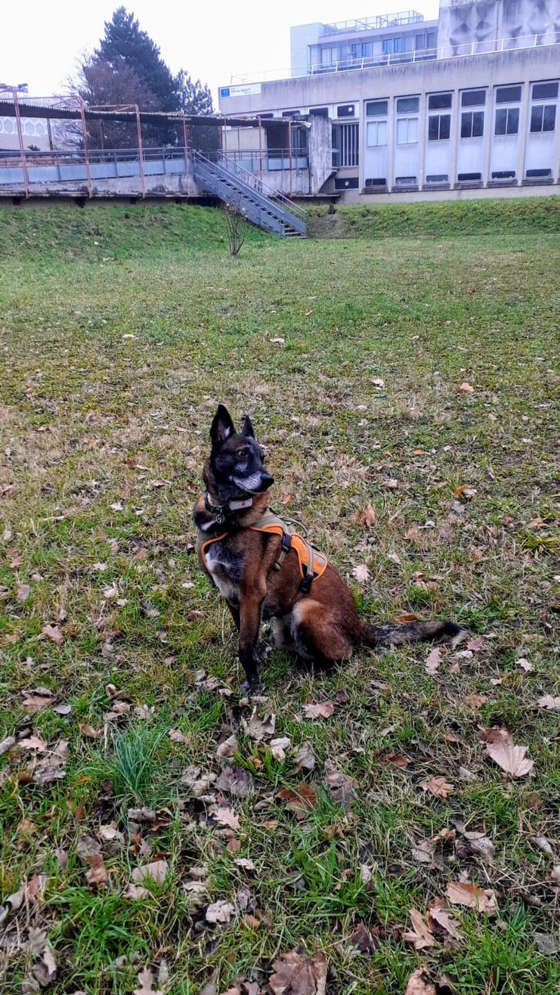 Customer photo review of Croquettes Volaille & Légumes - Chien Sénior