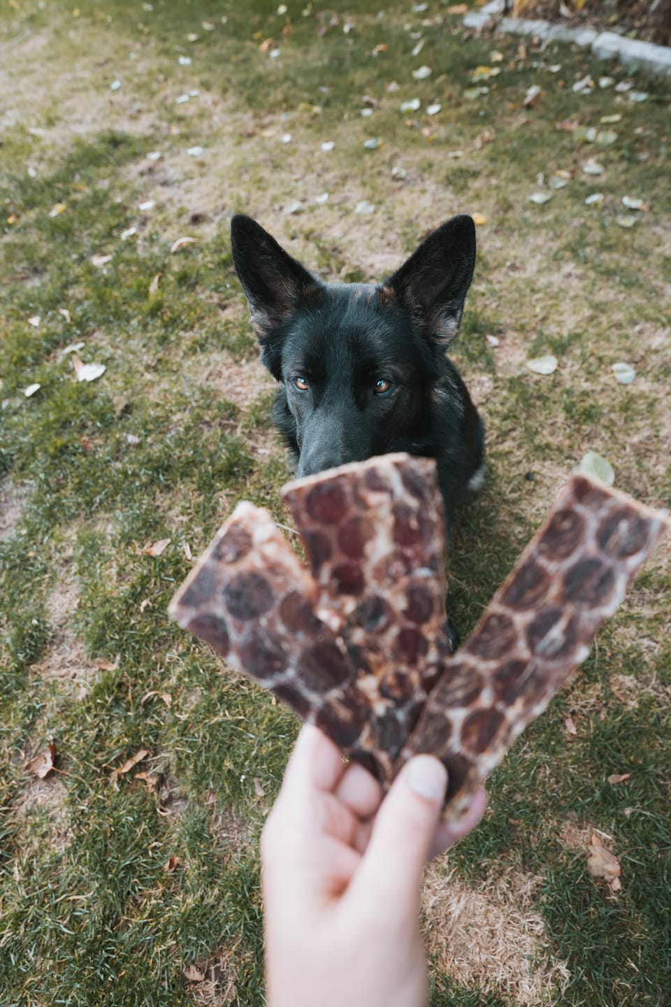 Customer photo review of 6 Inch Beef Jerky Strip