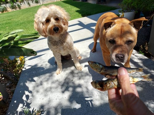 Customer photo review of Fresh Ocean Sardines