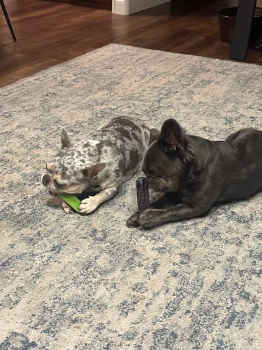 Customer photo review of Long-Lasting Yak Chews — 6 Flavor Pack