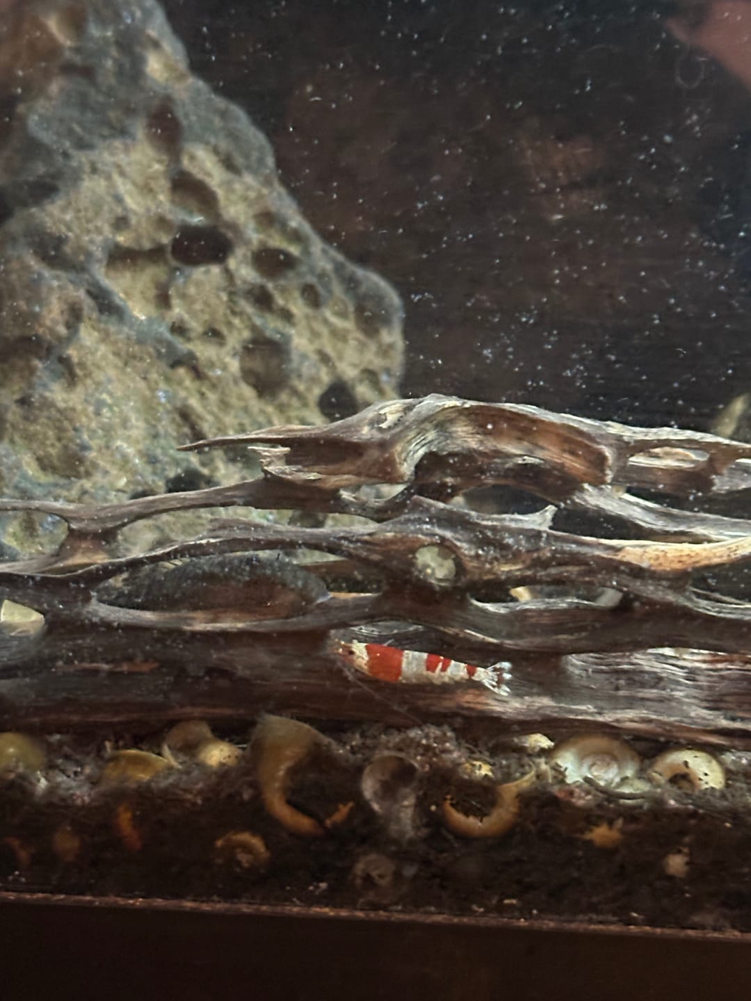 Customer photo review of Crystal Red Shrimp